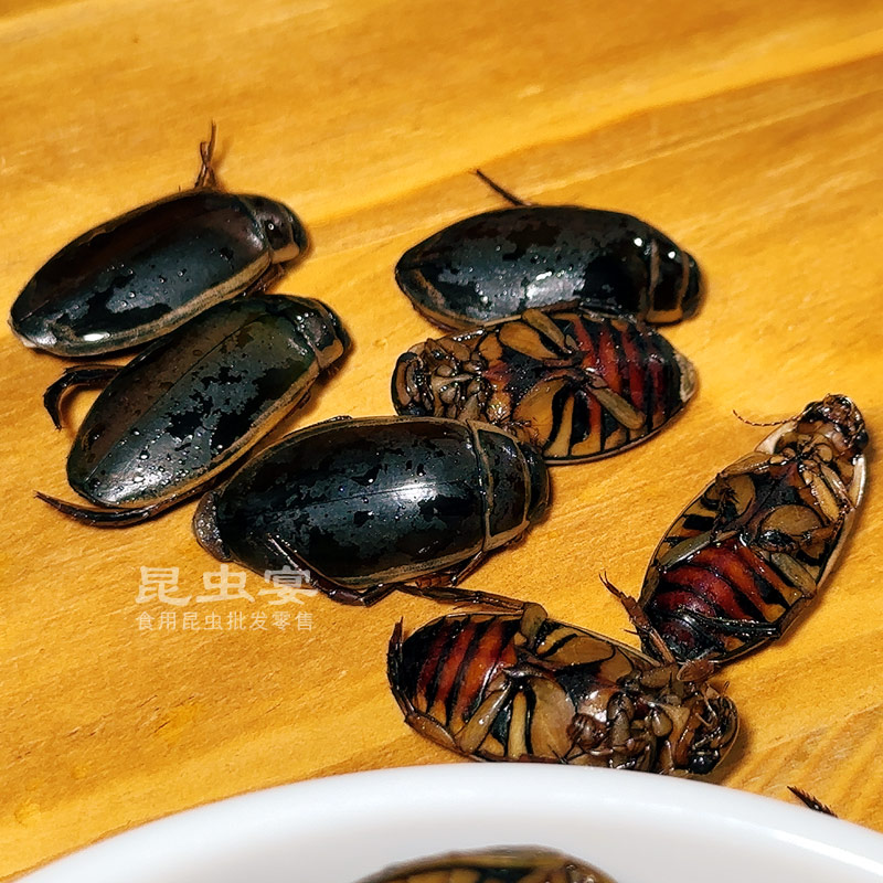 東北特色食用昆蟲 花肚金邊小龍虱的獨特魅力